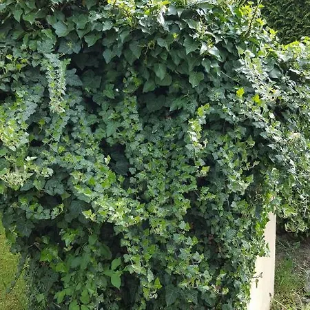 Stephanie App.maximilian Lejlighed Ehrenhausen